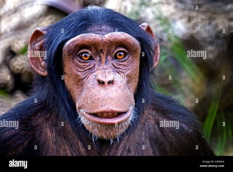 monkey stock photo|monkey face images.